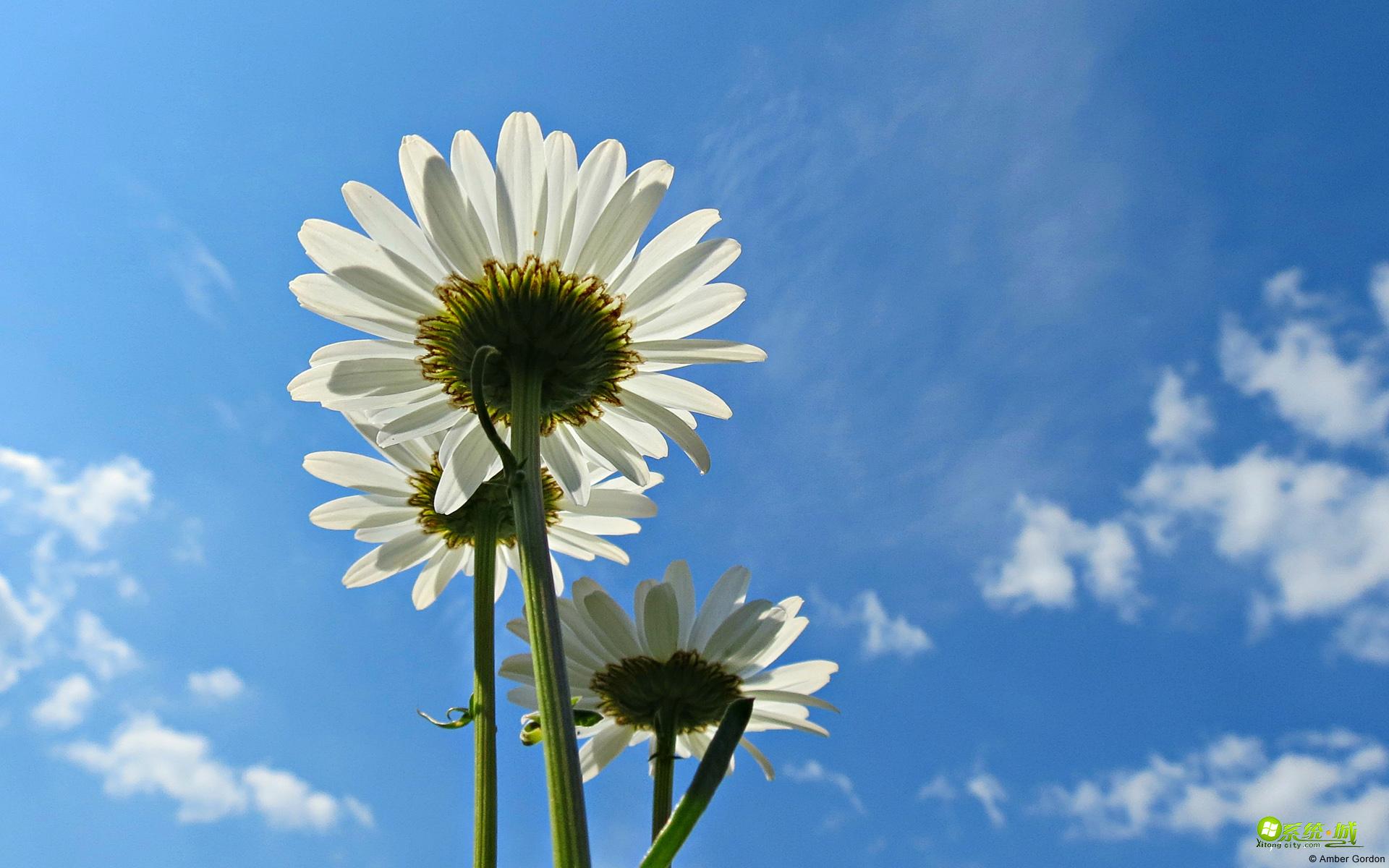 植物生命之美win8系统主题